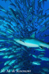 School of Jack fishes and grey reef shark. D50/12-24mm (B... by Moeava De Rosemont 
